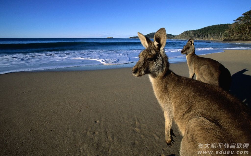 什么时候去澳大利亚新西兰旅游最好,澳大利亚