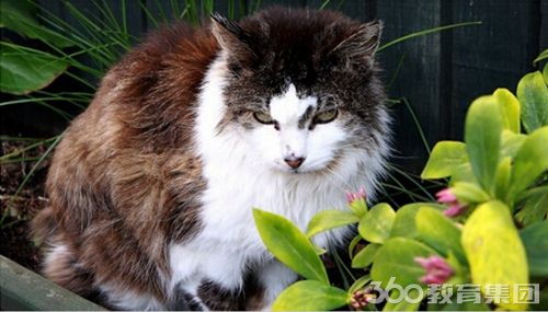 新西兰33岁猫咪已经去世,曾经刷新世界记录 - 